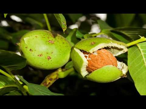 Usos Medicinales del Nogal Propiedades y Beneficios (Juglans regia)