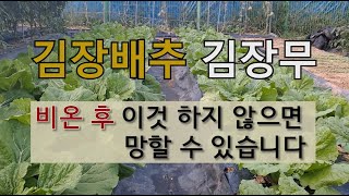 김장배추 김장무 비 온 후 이것 하지 않으면 망할 수 있습니다 #김장배추 병충해 방제 #김장배추 무름병 #김…