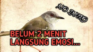 Download lagu gak Sampek 2 menit burung ciblek mana pun langsung emosi tinggi... mp3 Download lagu gak Sampek 2 menit burung ciblek mana pun langsung emosi tinggi... mp3