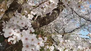 preview picture of video '돌아 오는 길 봊꽃 / jalan jalan melihat pemandangan indahnya bunga sakura'
