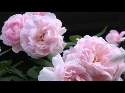 イングリッシュローズ 'モーティマー サックラー' 植物