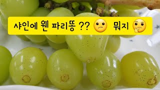 샤인머스켓 포도 그을음점무늬병 참고하세요 ~