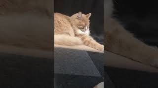 #猫 #可愛い猫