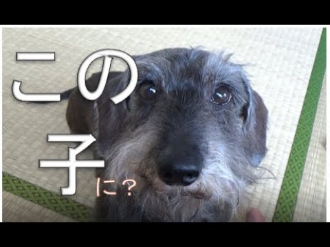 経営学科 【雑談系】子供の名前を犬に頼った輩 a man was not sure which name to choose, and then he decided to depend on his dog