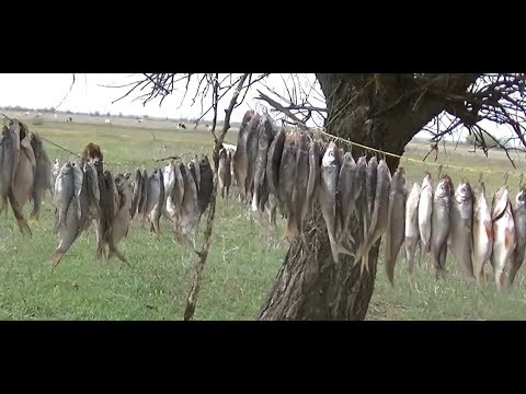 До куда поднимается вобла по волге