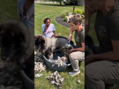 #dealsforyoudays #petgroominghacks #easydoggrooming #petdetangler #doghairproblems