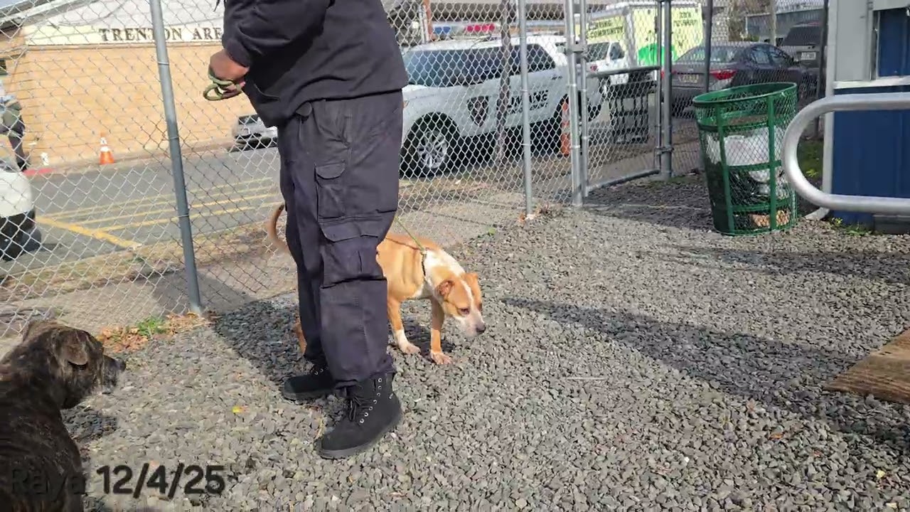 Enlarge Raya, a ADOPTABLE Pit Bull Terrier in Trenton, NJ video 3/3