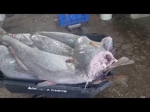 Tiger Shark attacks big fish in Northqueensland Australia.