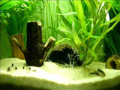 Corydoras tank