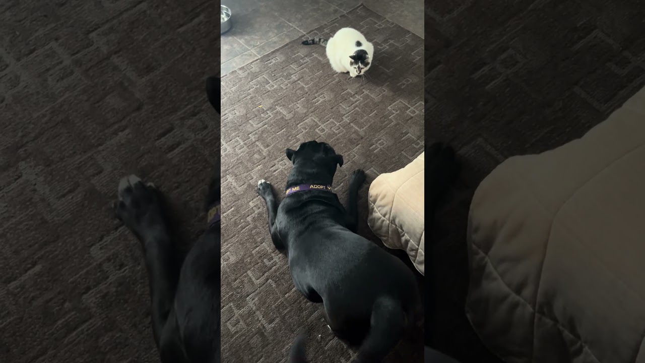 Prince, a Adoptable mixed breed in Lyndhurst, OH video 2/6