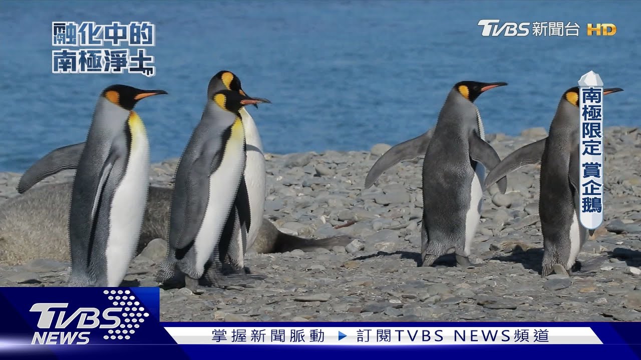 全球暖化!海冰消退 恐危及企鵝生態