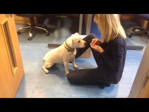 Dogs Trust Essex: Shireen