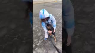 Video preview image #1 Miniature Pinscher-Unknown Mix Puppy For Sale in Woodbury, NY, USA