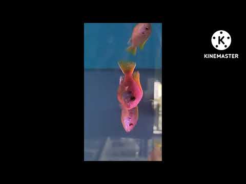 BIG FISH, BEACH, PEOPLE & DOGS