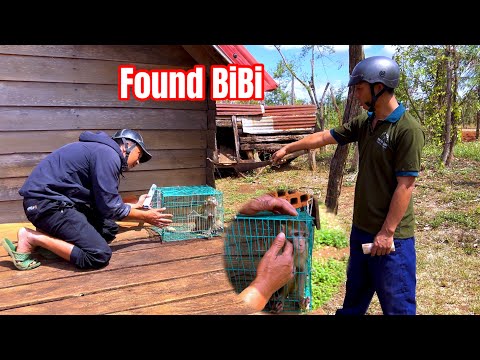 Sơn was heartbroken when he found monkey BiBi locked up by the man - he begged the man to stop.