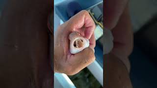 Small sea monster (the tongue-eating fish parasite or Cymothoa exigua) #shorts
