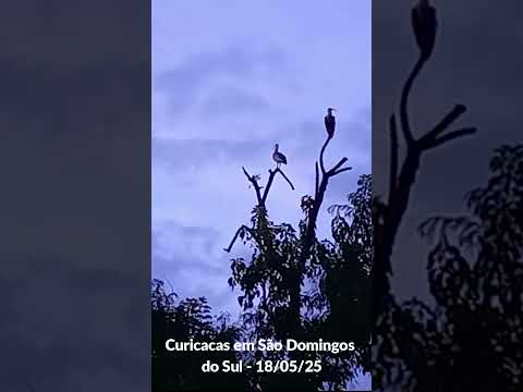 Curicacas cantando na cidade de São Domingos do Sul
