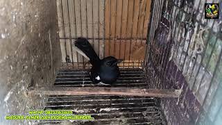 Download lagu Ambyar setiap hari hanya dikios putra gocay madura... mp3 Download lagu Ambyar setiap hari hanya dikios putra gocay madura... mp3