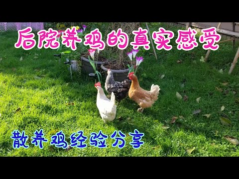 住家可以養雞嗎