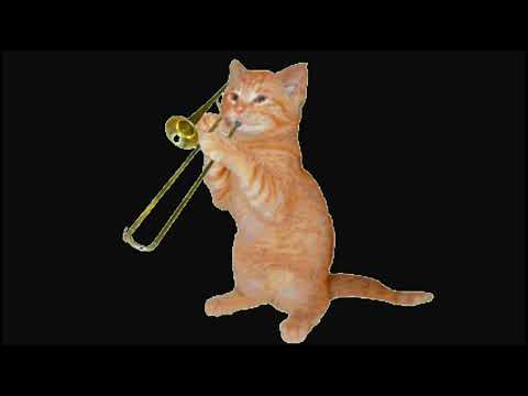 ❤️❤️ Butiful Cute Cat ❤️❤️