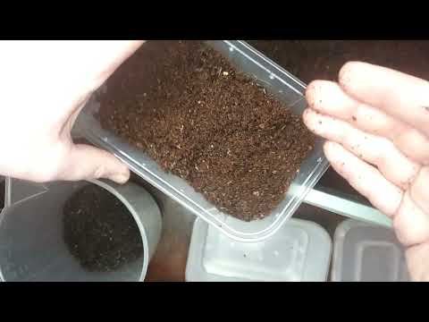 Starting a worm cocoon nursery #worms #wormfarm #wormfarming #wormfarmer #vermicompost #redwigglers