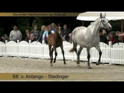 Antango Fohlen   der erste Jahrgang