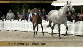 Video von Antango du Feuillard