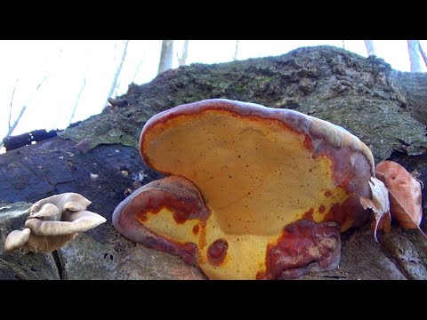 Potraga Za Gljivama - 29 Januar 2022 - Zamrznute Bukovače - Bukova Sjajnica - Obična Dvolisnica