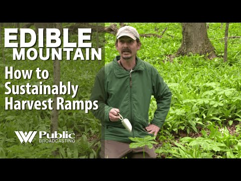 EDIBLE MOUNTAIN -  How to Sustainably Harvest Ramps