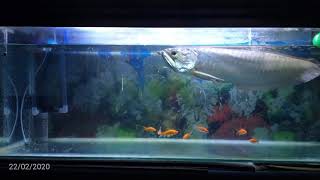 Download lagu For Sale . Arwana Silver Giant Big 😊 mp3 Download lagu For Sale . Arwana Silver Giant Big 😊 mp3