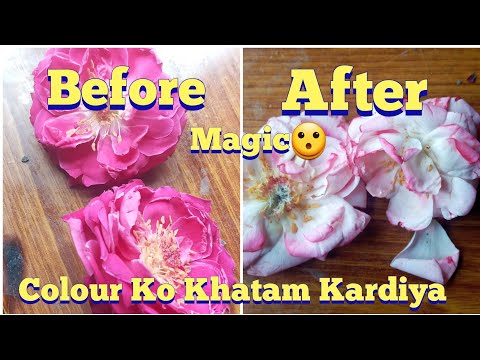 How To Make ColourFull Flower Change inTo Colourless Flower |  Rangin Phool Ko Brang Phool Ko berang