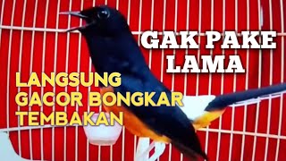 Download lagu PANCINGAN MURAI BATU Ampuh bikin Lawan Emosi jadi Bunyi NYAUT BONGKAR MATERI ISIAN TEMBAKAN  mp3