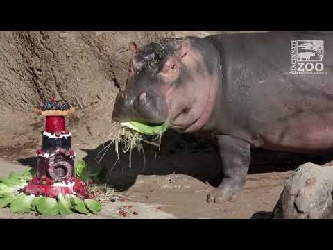 Video of the day: Fiona the Hipo chows down on her birthday cake