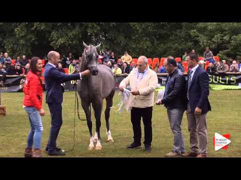 2nd place N.144 KAMIL AL CAPE - Bruges 2015 International - Junior Colts Championship (Class 121)