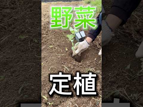 1月には何を植えますか？野菜、果物、ハーブ、花の完全なリストは次のとおりです。  庭園