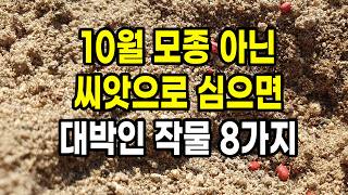 10월 모종 아닌 씨앗으로 심지 않으면 후회할 대박 작물 8가지 (올해 마지막 파종 기회 놓치지 마세요)