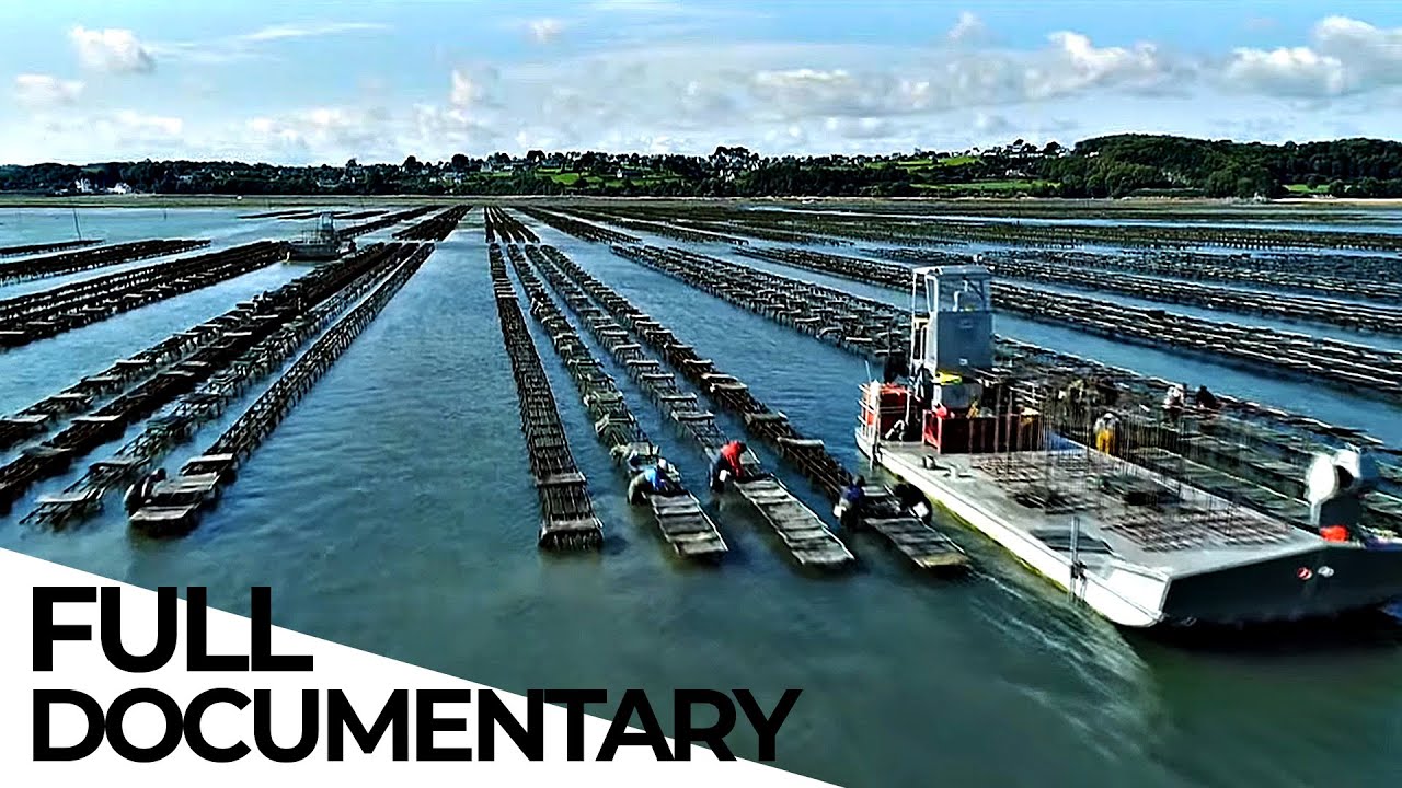 The Reality Behind Oyster Farmers | Mystery of the Oyster