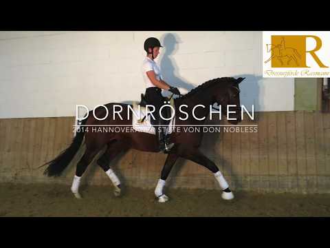 SOLD!! Dressurpferd - 2014 Hann  Stute von Don Nobless, Stm. ca. 1,68, Dressurpferde A - Dornröschen