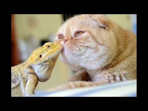 Roger Glover (featuring Ronnie Dio) - "Love Is All" - Amazing Animal Friendships