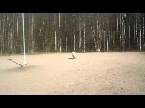 Sulo the happy samoyed X