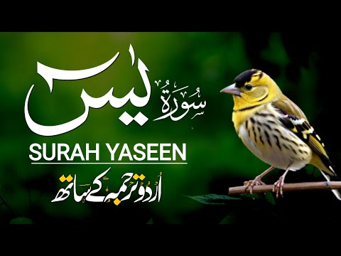 Surah Yaseen with Urdu translation full | Heart Touching Quran Recitation | Ep - 573