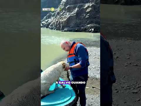 La perrita de los militares que sobrevivió tres días atrapada en un abismo en Boyacá