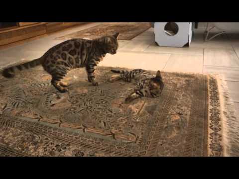 Bengal Wyomie Cheetah und Tochter Avani Ida
