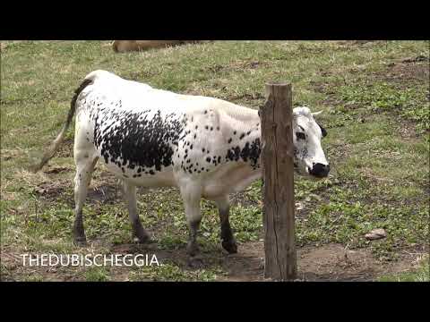 UNA MUCCA CHE SI GRATTA AL COLLE DELLA MADDALENA IN VALLE STURA (CN) DOM. 28 - 7 - 2019