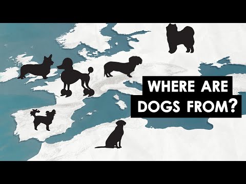 The Origins of Common Dog Breeds