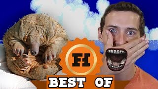 BEST OF HEDGEHOG - Best Of Funhaus August 2016