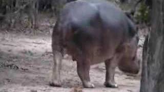 Lonely Hippo