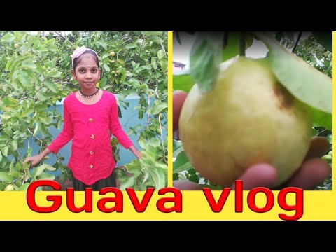 My first volg video♥️ my favourite fruits♥️keerthana the explorer