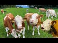 COWS MOOING Our Simmental Cattle Grazing With Their Calves On A Green Meadow With Natural Sounds