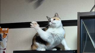 2026.4.22 アンモニャイト・夜の運動会・モグラなフミちゃん！